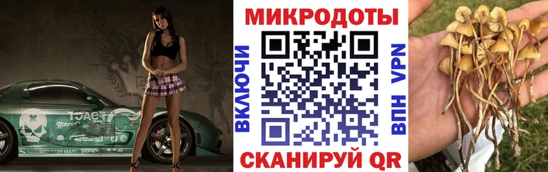 Псилоцибиновые грибы Psilocybe Черноголовка
